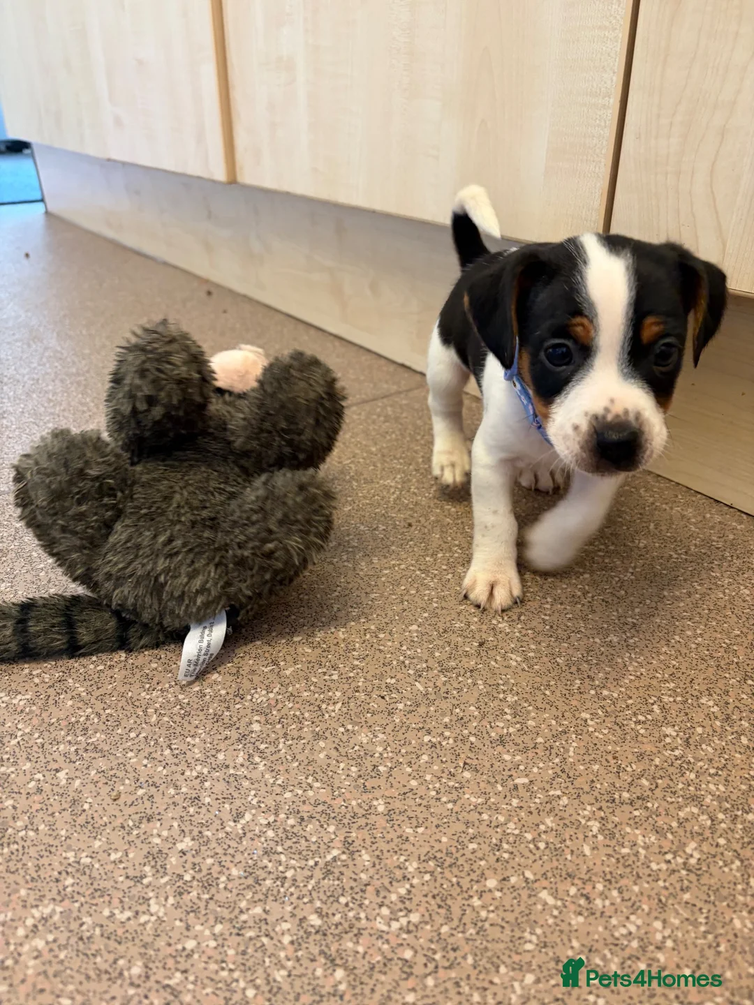 Jack Russell dogs for sale: Jack Russell puppies  - Advert 7