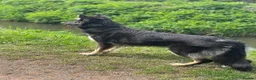 German Shepherd dogs for sale: Gorgeous German shepherd puppies  - Advert 4