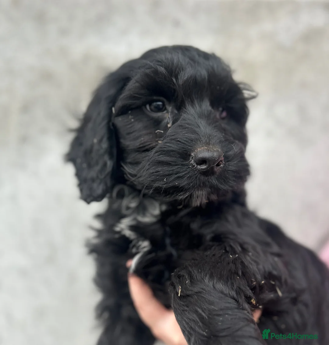 Cockapoo dogs for sale: Beautiful F1 Cockapoo puppies - Advert 9