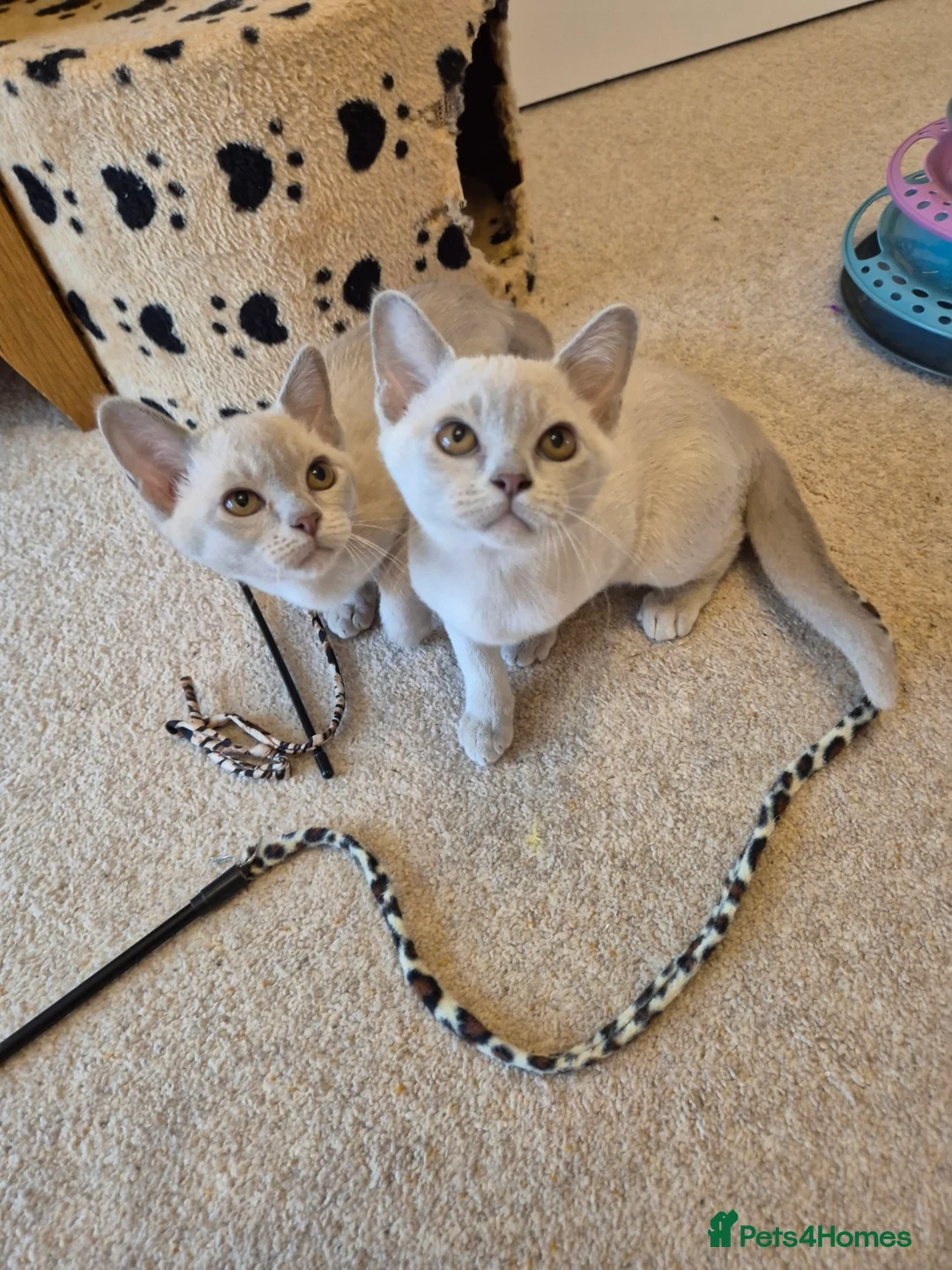 Burmese cats for sale: Gorgeous Pedigree Lilac Burmese Kittens - Advert 2