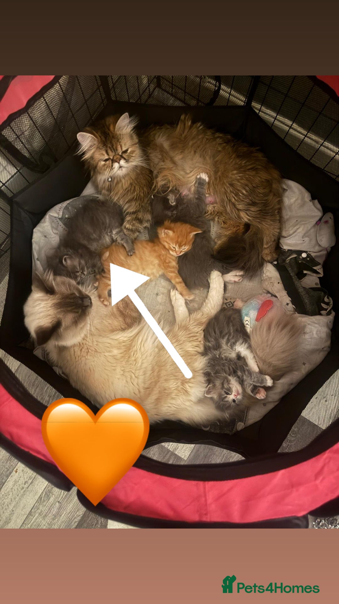 Persian cats for sale: Gorgeous Persian/Ragdoll Kittens 2Males &2Females  - Advert 4