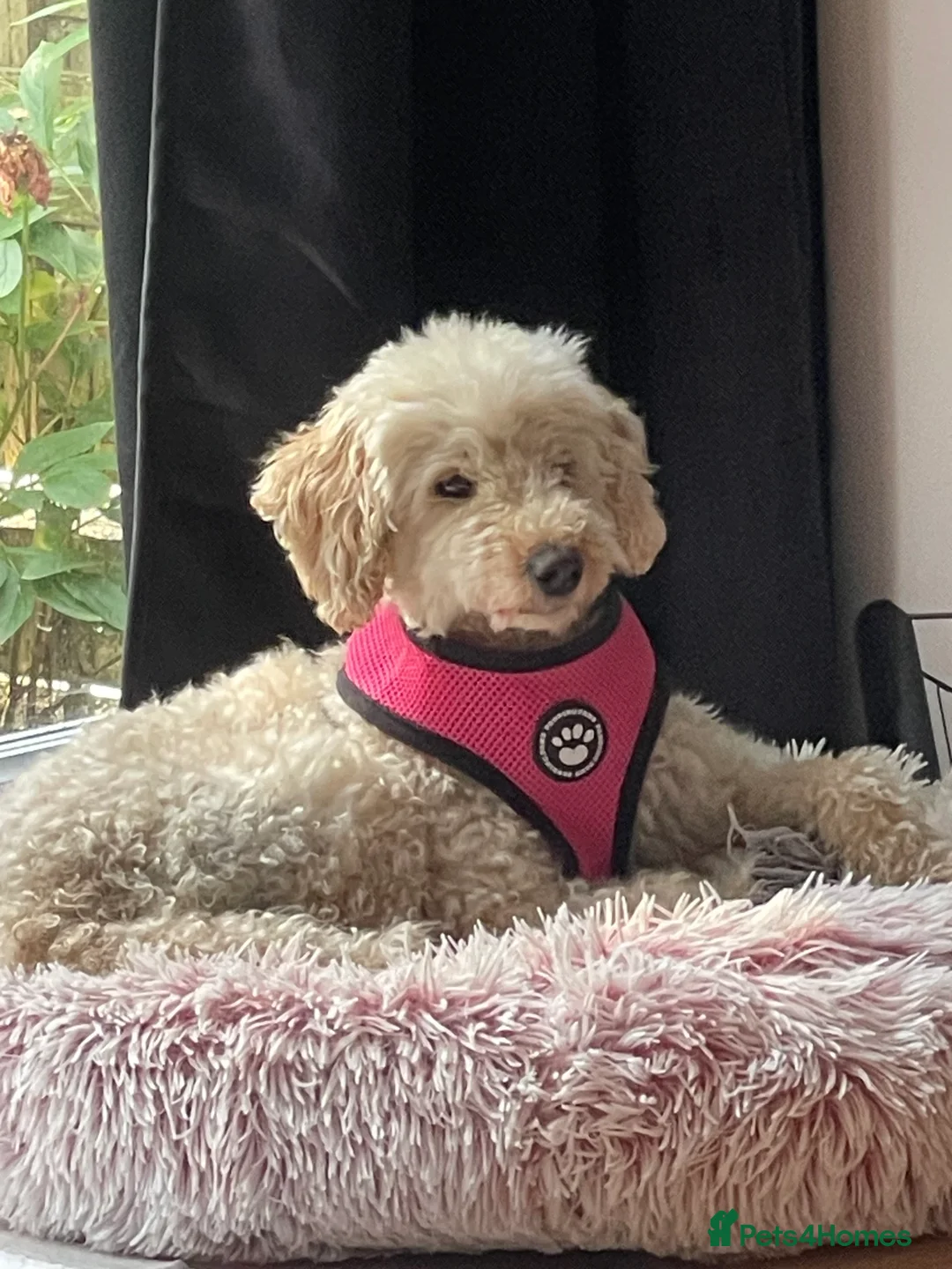 Australian Labradoodle dogs for sale: Meet Yasmin! - Advert 6