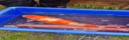 Koi Carp fish for sale: Pond closure - Advert 15