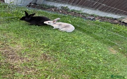 Rex rabbits for sale: 2 x miniature Rex  - Image 4