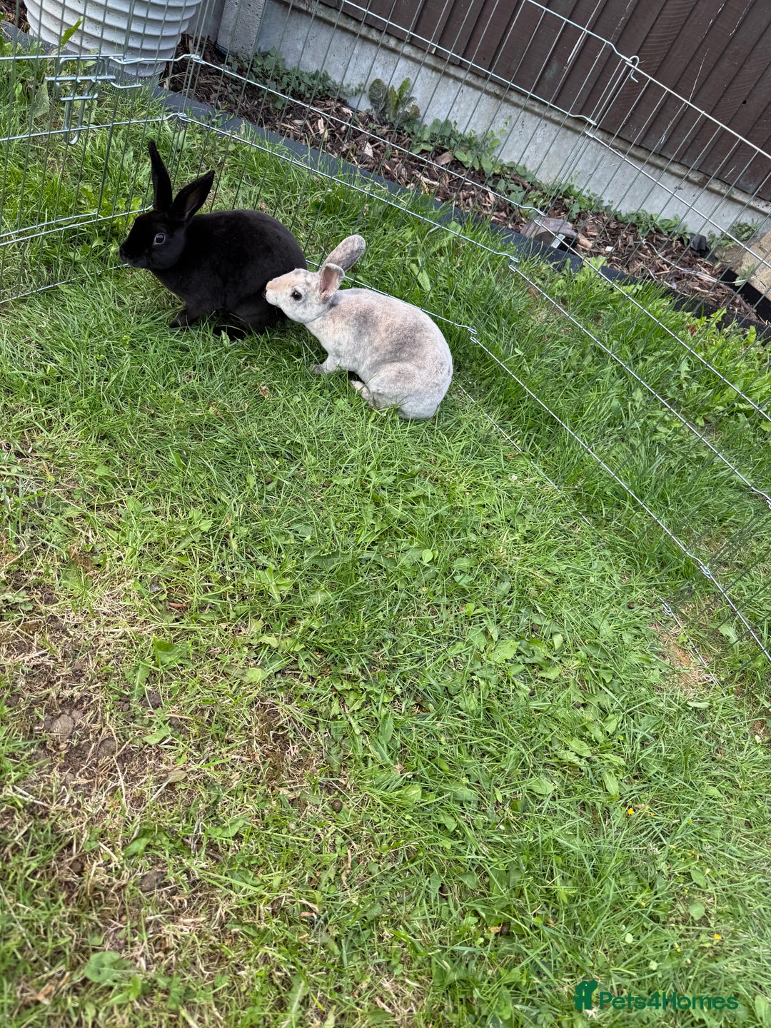 Rex rabbits for sale: 2 x miniature Rex  - Image 4