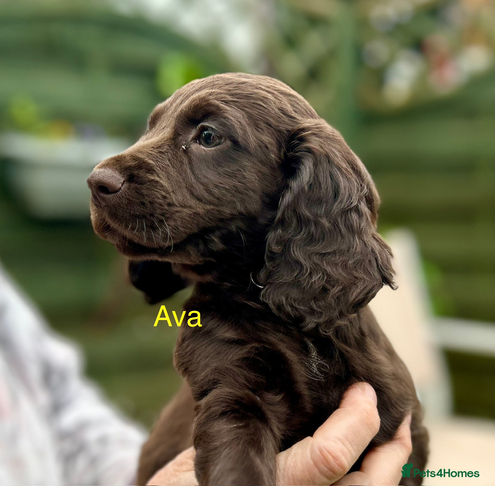 Cocker Spaniel dogs ✨ READY NOW K.C. Work Cocker Licensed Breeder ✨ - Advert 3