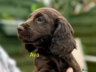 Cocker Spaniel dogs ✨ READY NOW K.C. Work Cocker Licensed Breeder ✨ - Advert 3