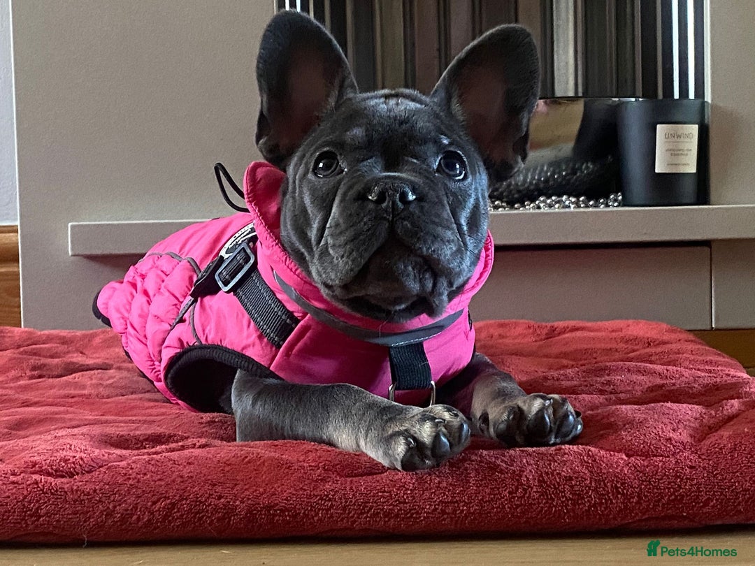 French Bulldog dogs for sale: Kc reg blue n tan female for sale  - Advert 3