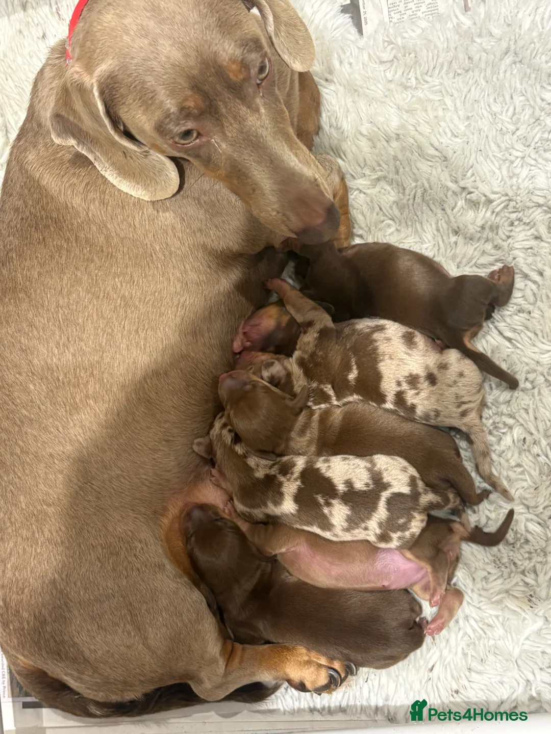 Dachshund dogs for sale: Beautiful littler of dachshund puppies  - Advert 6