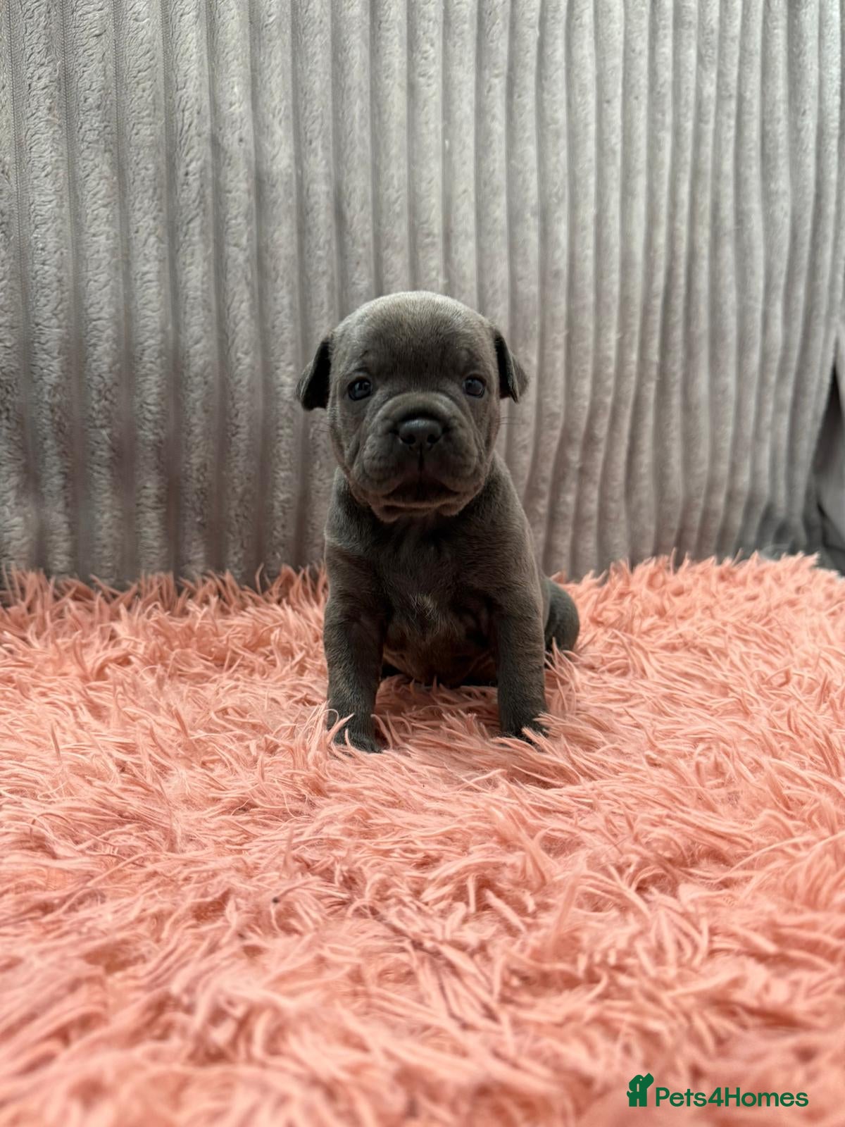 Staffordshire Bull Terrier dogs BLUE STAFFORDSHIRE BULL TERRIER PUPS - Advert 2