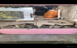 Mixed Breed cats for sale: 7 Half Snow Bengal kittens - Image 4