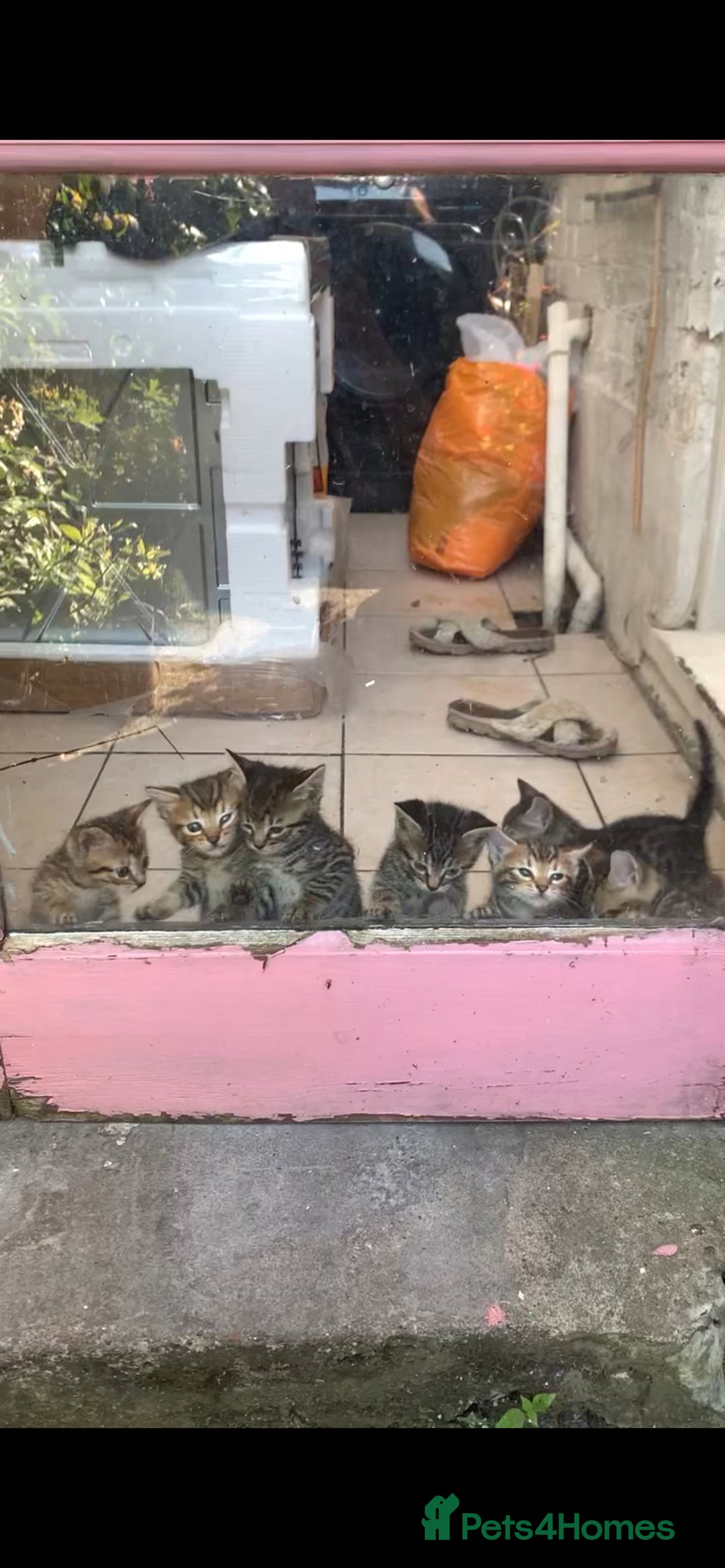 Mixed Breed cats for sale: 7 Half Snow Bengal kittens - Image 4