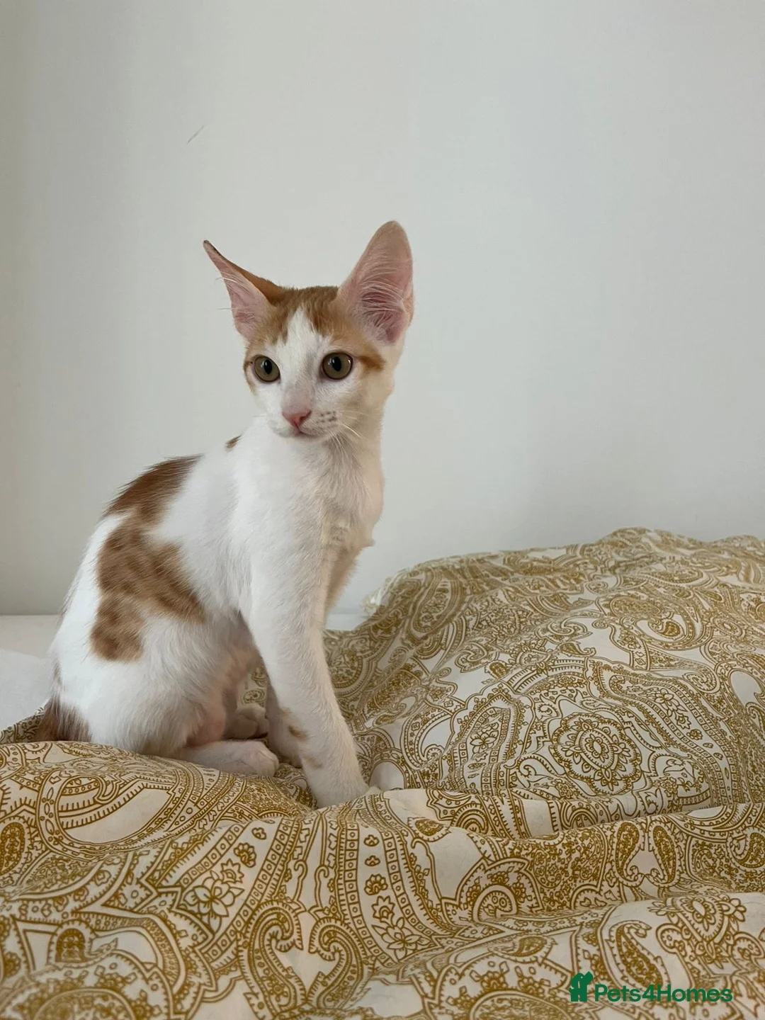 Mixed Breed cats for adoption: BONDED BROTHERS BOB HARLEY LIKE TO PLAY FETCH  - Advert 5