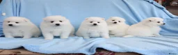 Japanese Spitz dogs for sale: Adorable Japanese Spitz male puppie - Advert 3