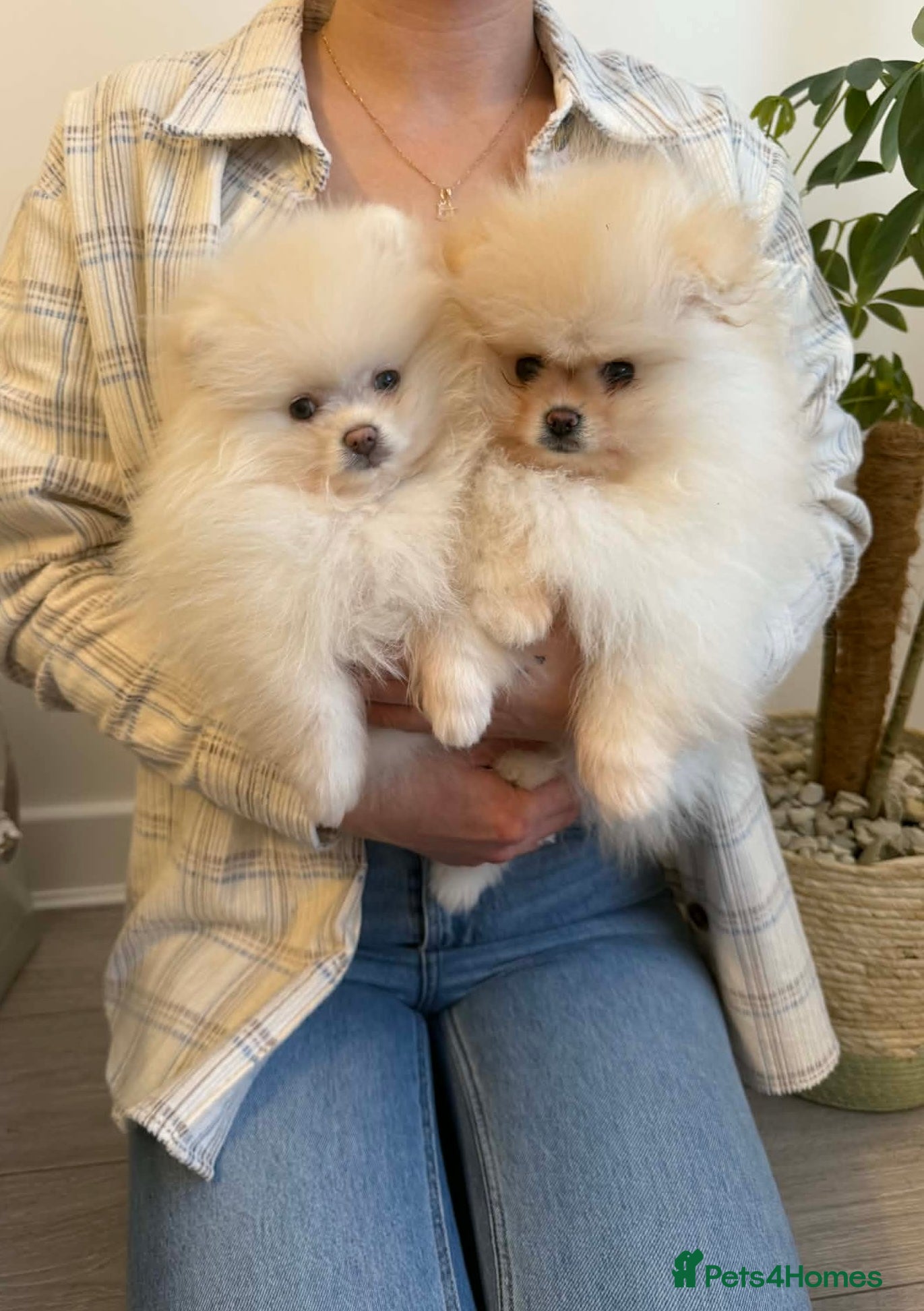 Pomeranian dogs Stunning KC Pomeranian puppies ✨ - Advert 5