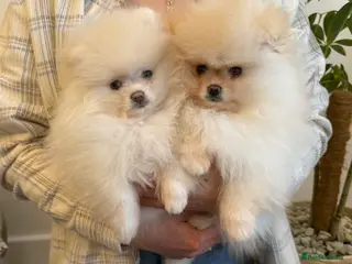 Pomeranian dogs Stunning KC Pomeranian puppies ✨ - Advert 5