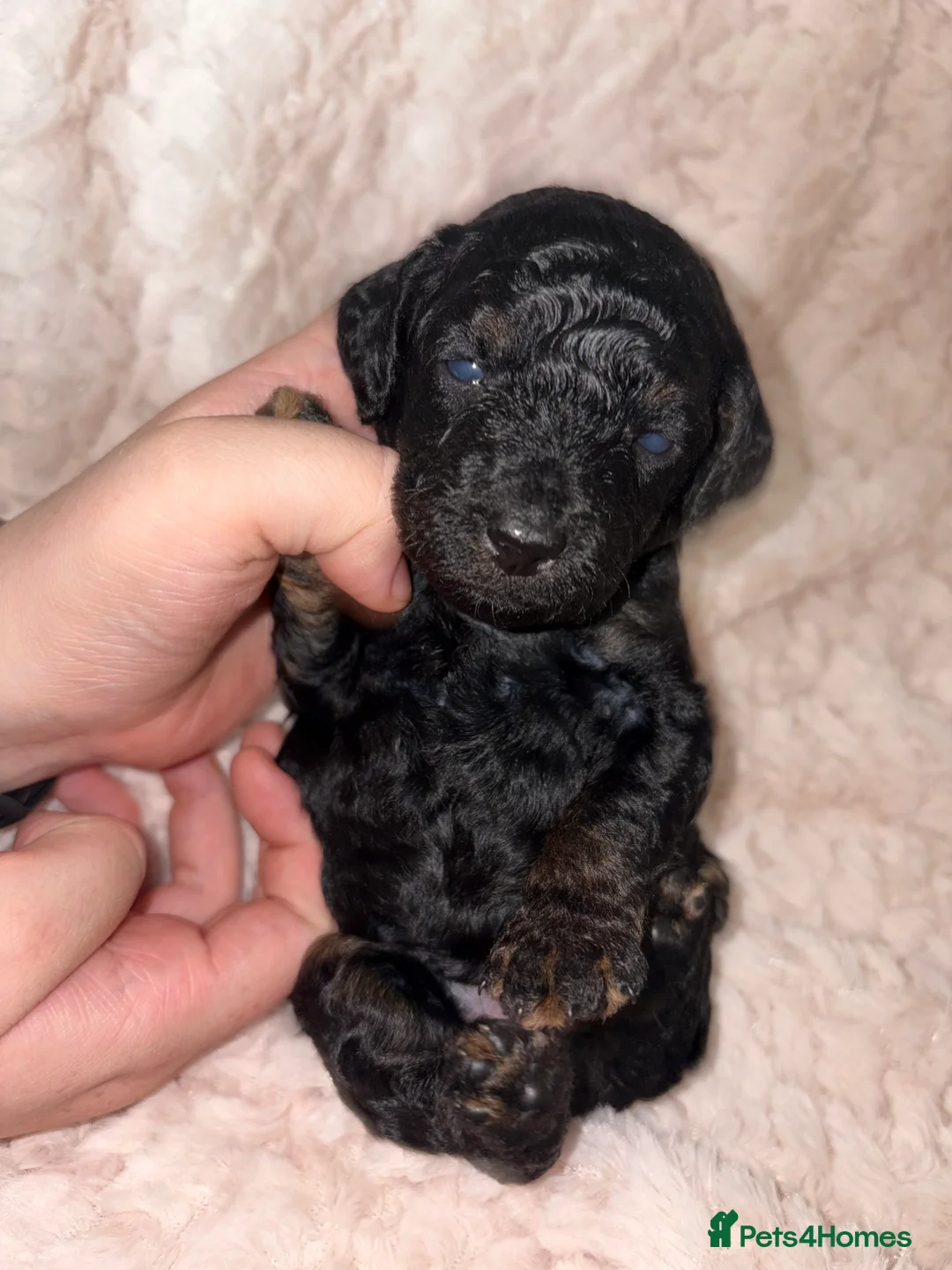 Cockapoo dogs for sale: Stunning cockapoo/toy poodle puppies  - Advert 2