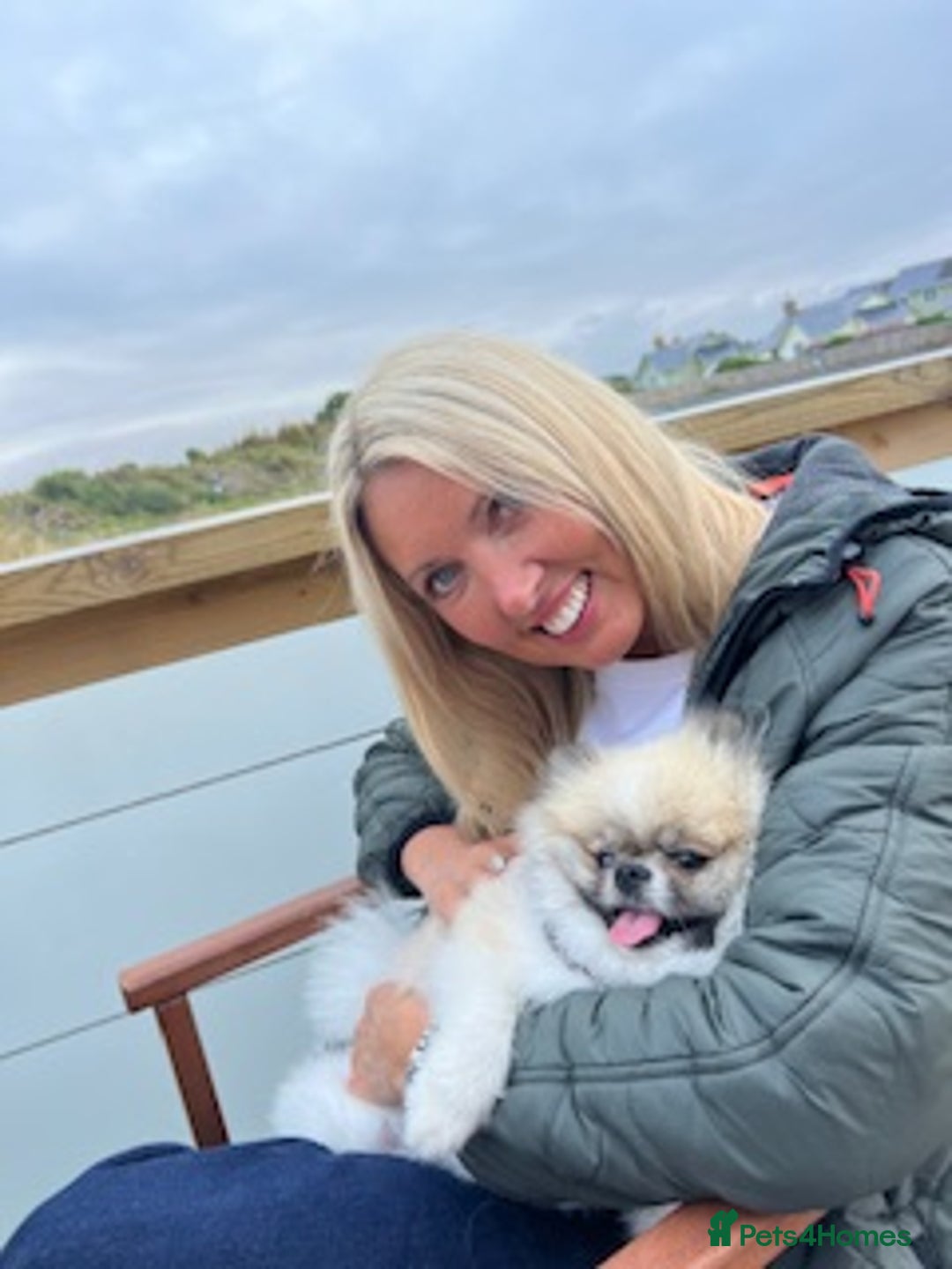 Pomeranian dogs for sale: Cecil the Pomeranian - Image 6
