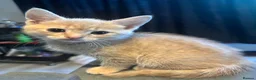 Mixed Breed cats for sale: 4 Lovely Kitten la looking for forvever homes - Advert 9