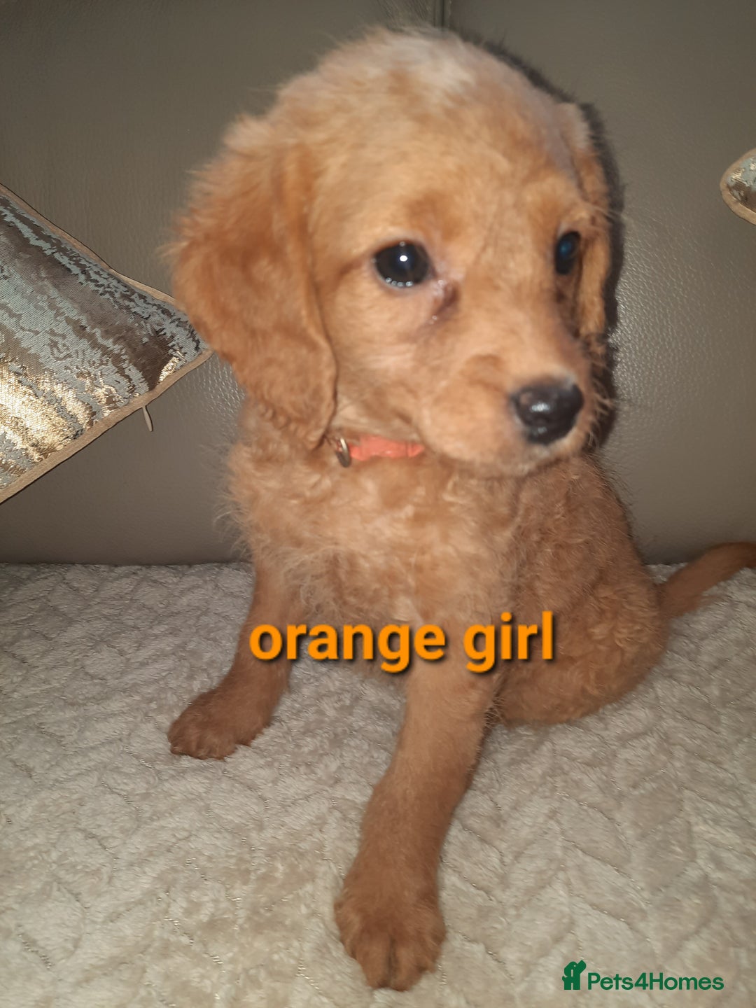Labradoodle dogs for sale: F1 beautiful labradoodles  - Advert 14