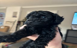 Cockapoo dogs for sale: F2 cockapoo puppies - Image 7