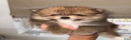 Pomeranian dogs for sale: Tiny Russian Teddy Pomeranians  - Advert 16