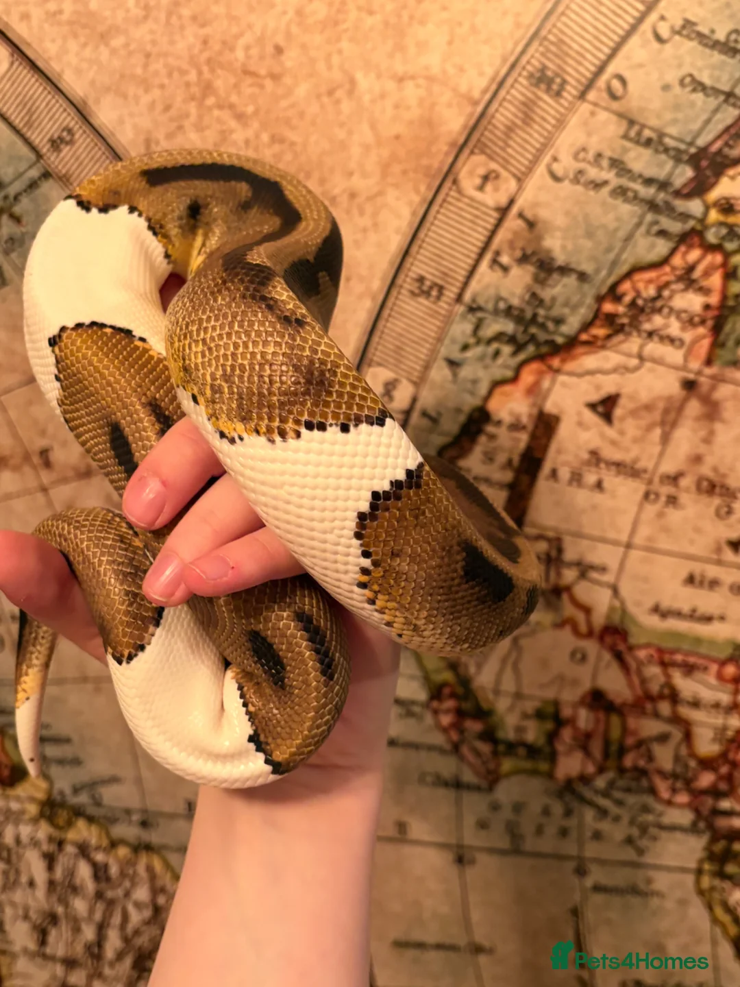 Mixed Breed reptiles for sale: Lots of reptiles to Rehome! - Advert 2