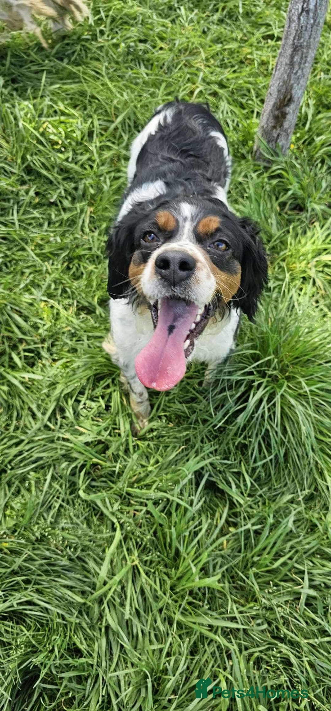Brittany Spaniel dogs for adoption: Roza! - Image 2