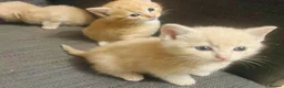 Domestic Shorthair cats for sale: 🐾 Gorgeous Kittens Ready for Their 4ever Homes 🐾 - Advert 9