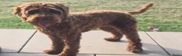 Cockapoo dogs for sale: Beautiful Red Cockapoo bitch - Advert 3
