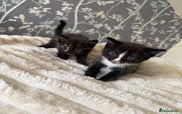 Domestic Shorthair cats for sale: 2 fluffy boys left - Image 1