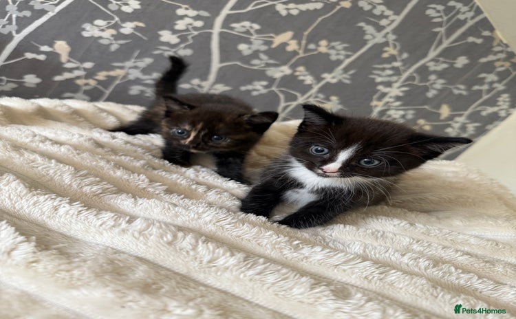 Domestic Shorthair cats - Advert 15