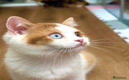 British Longhair cats for sale: Champion line PEDIGREE BLH/BSH kittens 🩵🩷💙 - Image 6