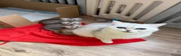 Scottish Fold cats for sale: Beautiful Scottish Fold/Straight Kittens  - Advert 14