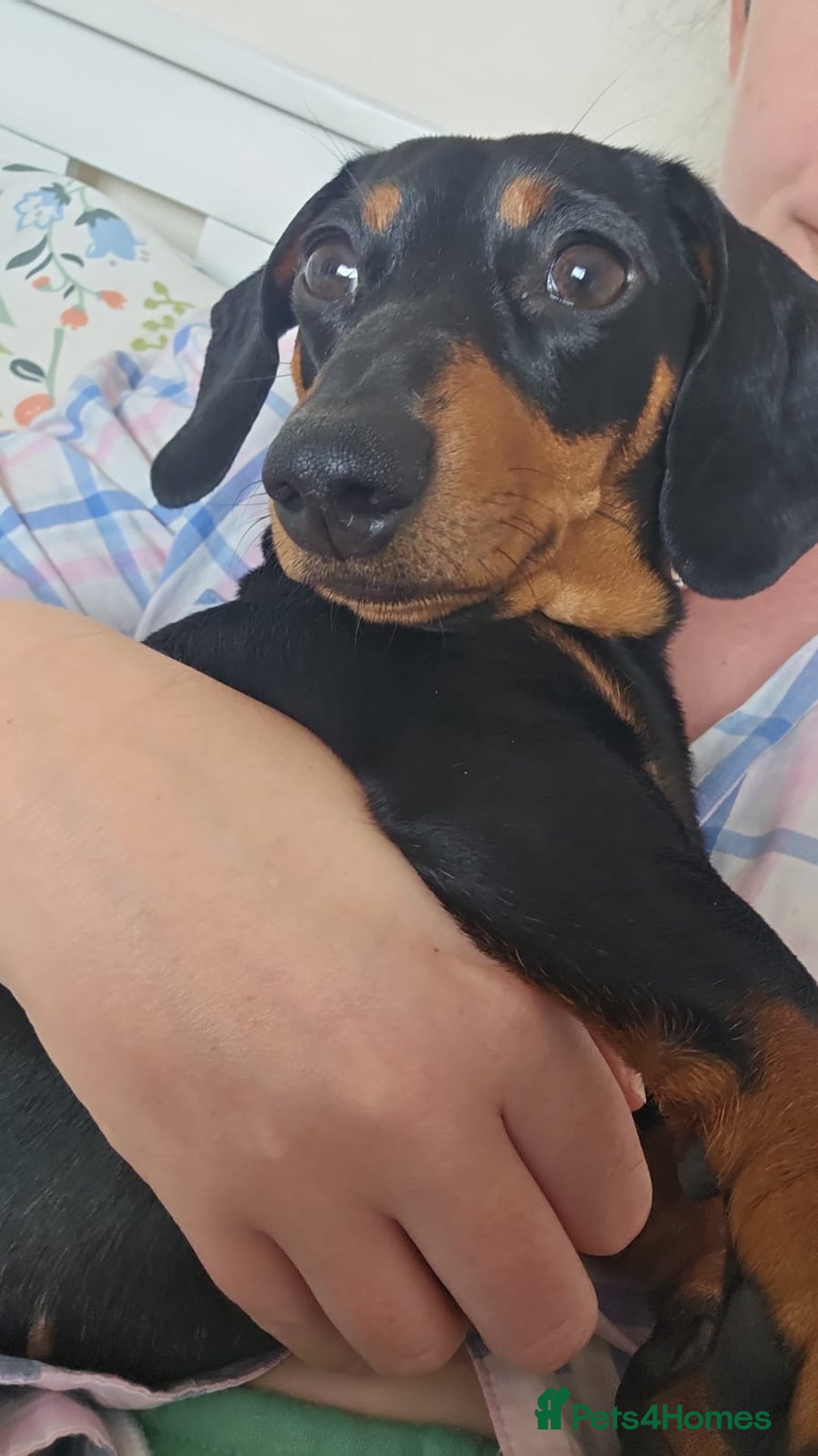 Miniature Dachshund dogs for sale: Miniature dachshund male puppies - Advert 22