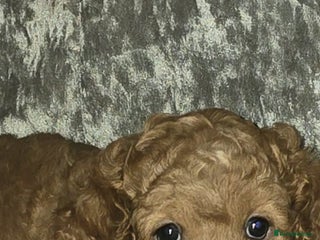 Cockapoo dogs F3 miniature stunning Cockapoos. - Advert 1