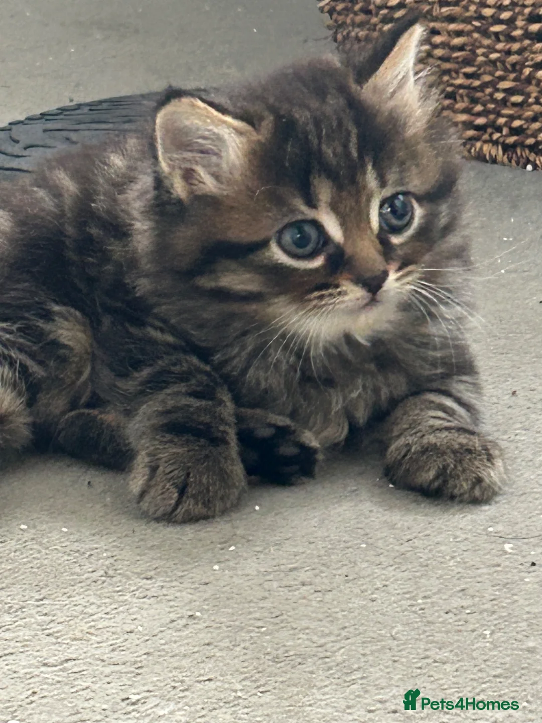 Mixed Breed cats for sale: British short hair Cross - Advert 2
