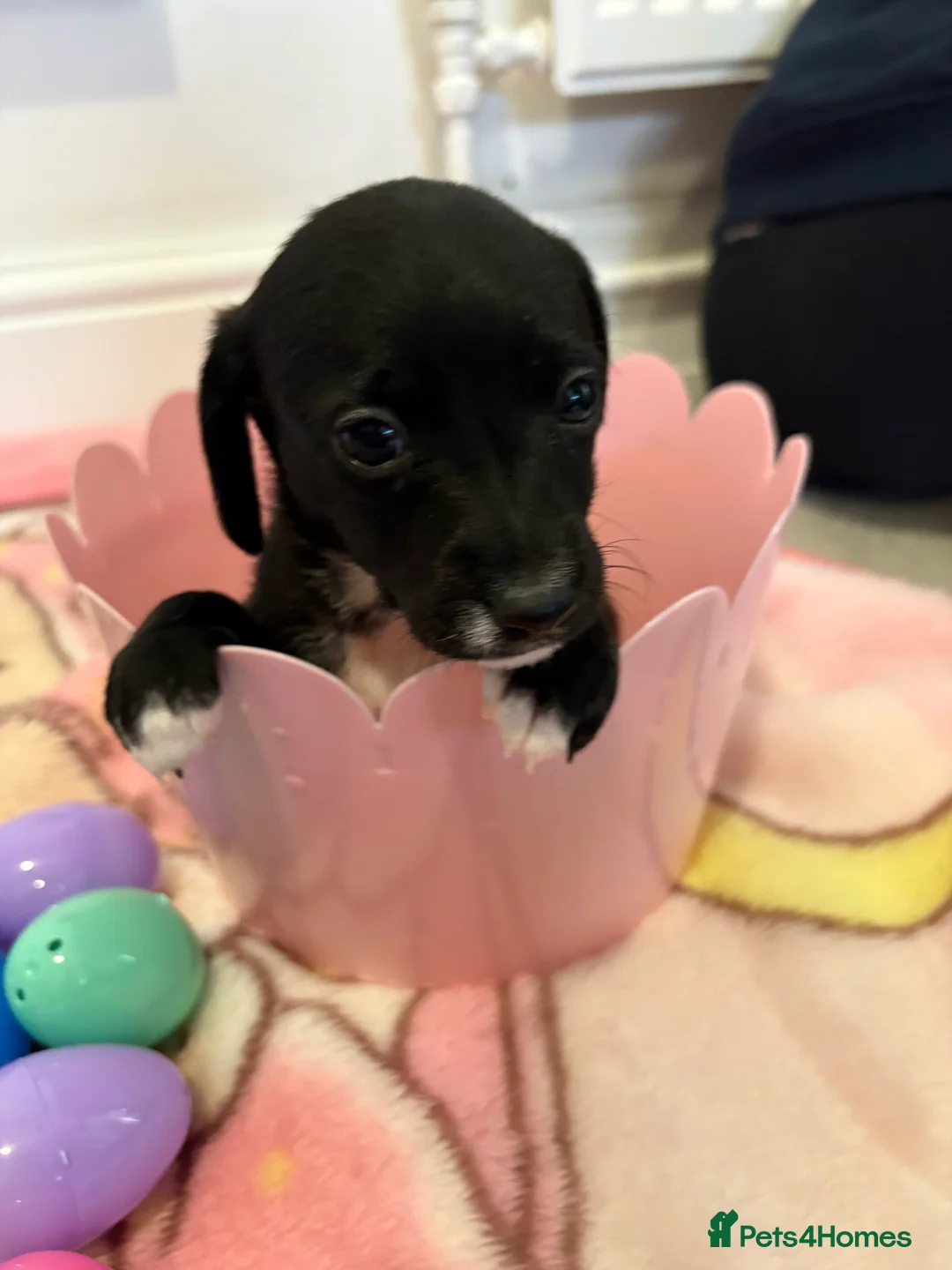 Jackapoo dogs for sale: Jackapoo puppies - Advert 7