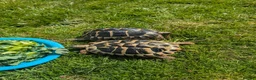 Tortoise reptiles for sale: tortoises - Advert 3