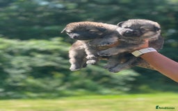 German Shepherd dogs for sale: ❤️KC HEALTH TESTED PARENTS ❤️ - Image 26