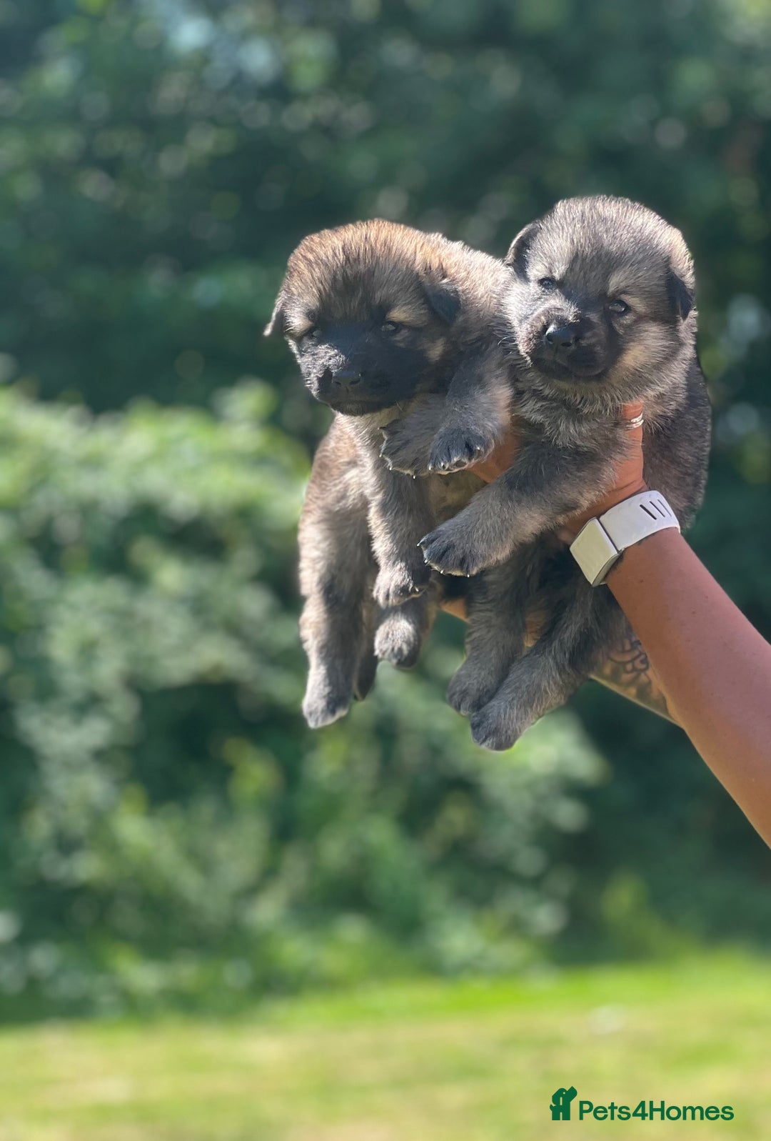 German Shepherd dogs for sale: ❤️KC HEALTH TESTED PARENTS ❤️ - Image 26