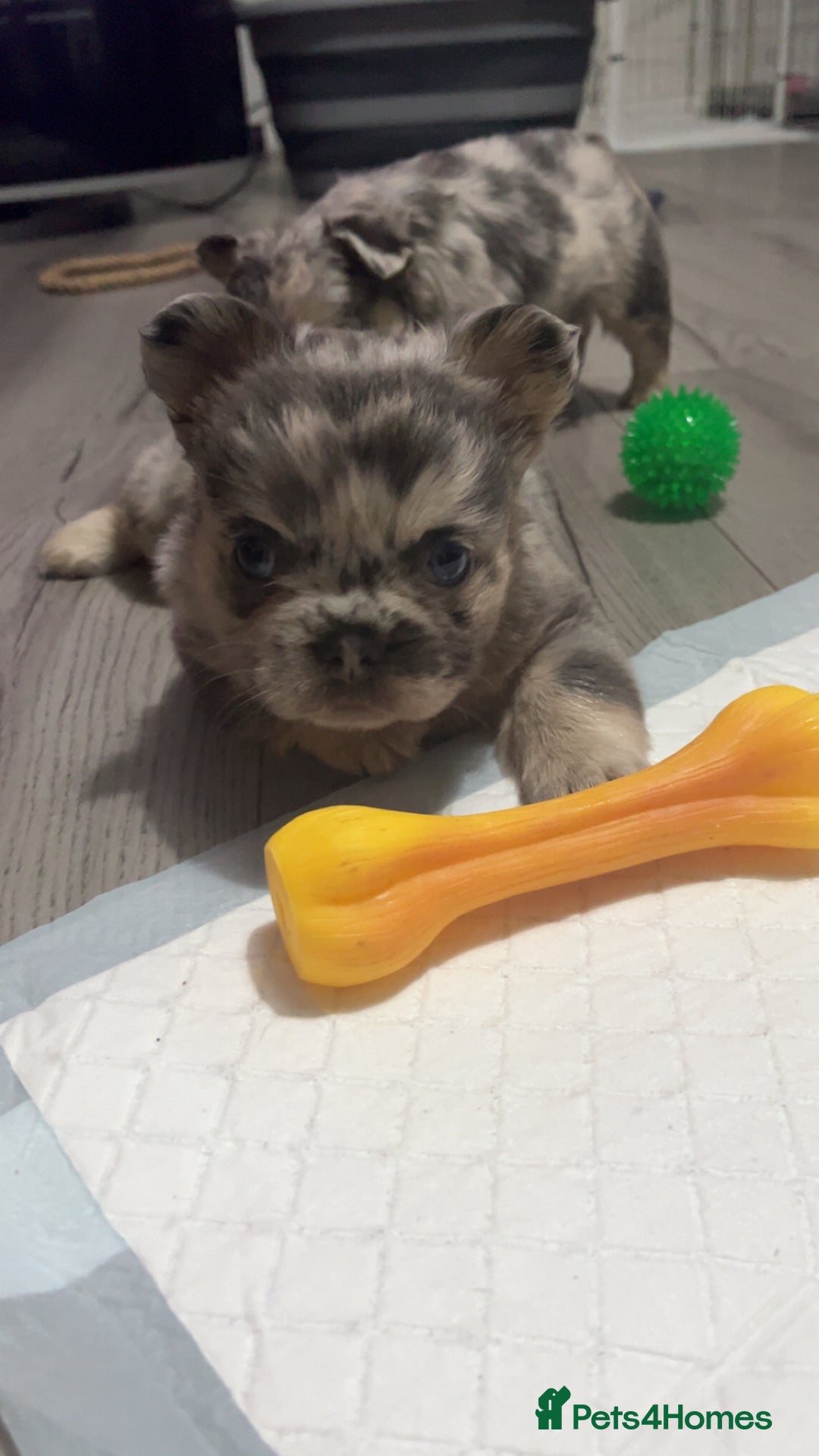 French Bulldog dogs for sale: Beautiful fluffy French bulldogs  - Image 4