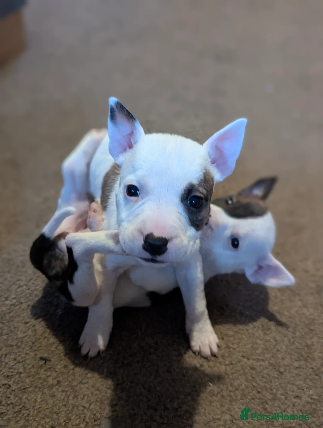 Mixed Breed dogs for sale: 7 gorgeous EBT x puppies - Advert 2