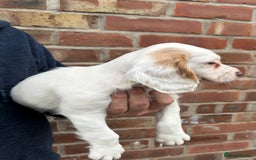 Sprocker dogs for sale: Sprocker puppies mixed litter  - Image 9