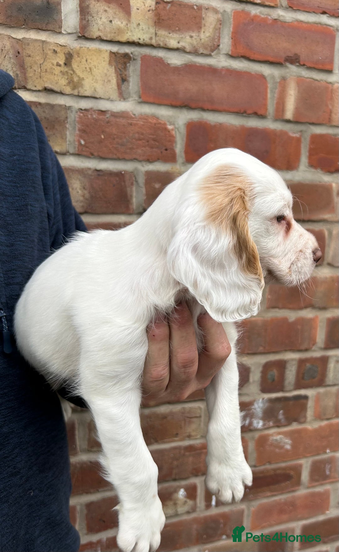 Sprocker dogs for sale: Sprocker puppies mixed litter  - Image 9