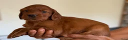 Irish Setter dogs for sale: Quality IRISH SETTER Puppies - Advert 5
