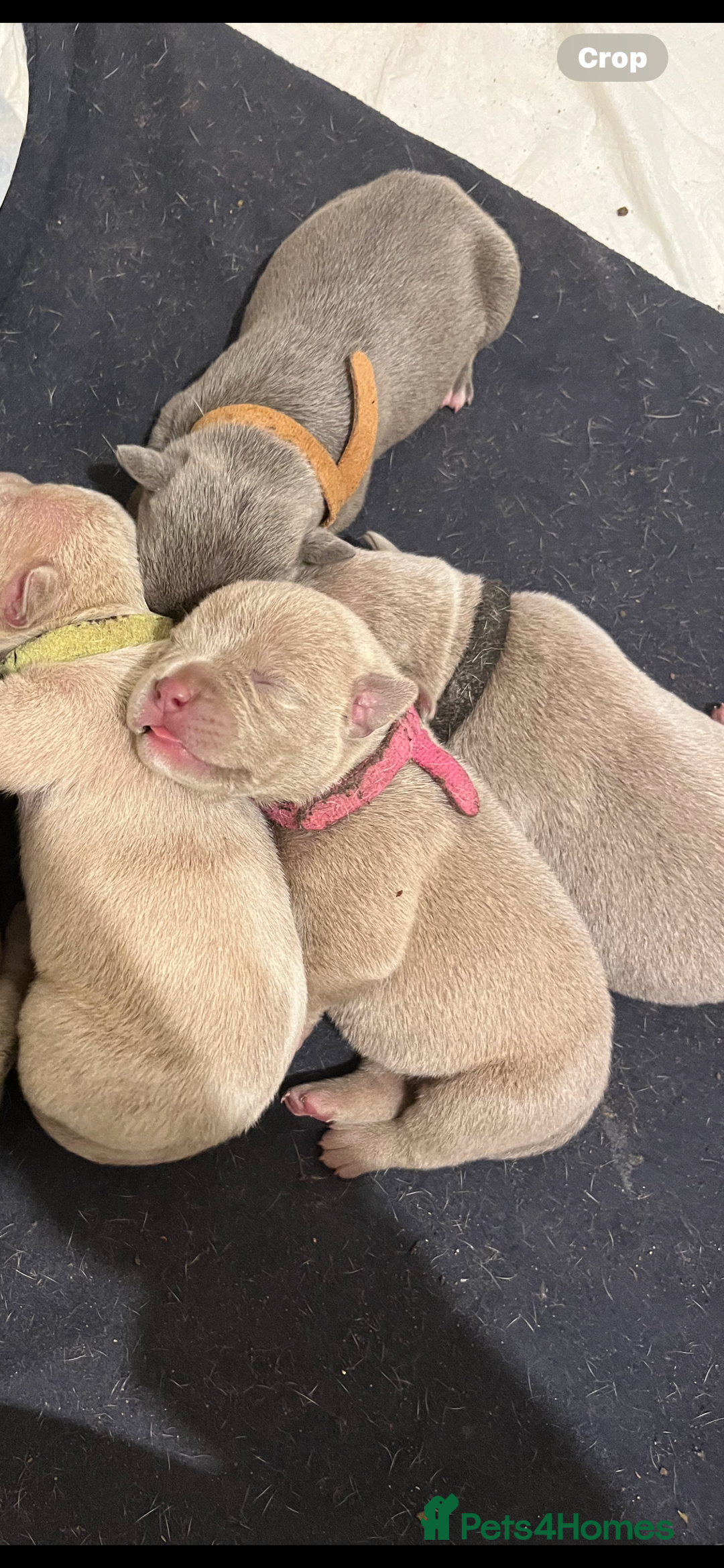 American Bull Staffy dogs for sale: 10 pocket bully - Image 10