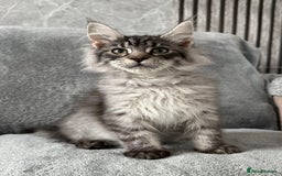 Maine Coon cats for sale: Maine Coon Kittens TICA Registered Cattery  - Image 4