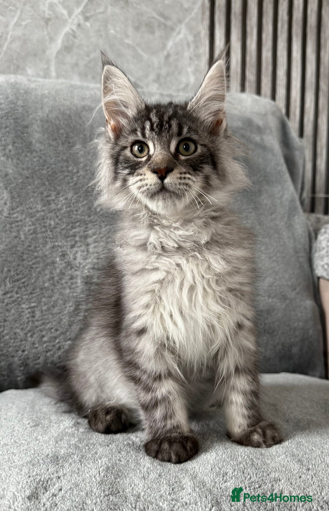 Maine Coon cats for sale: Maine Coon Kittens TICA Registered Cattery  - Image 4
