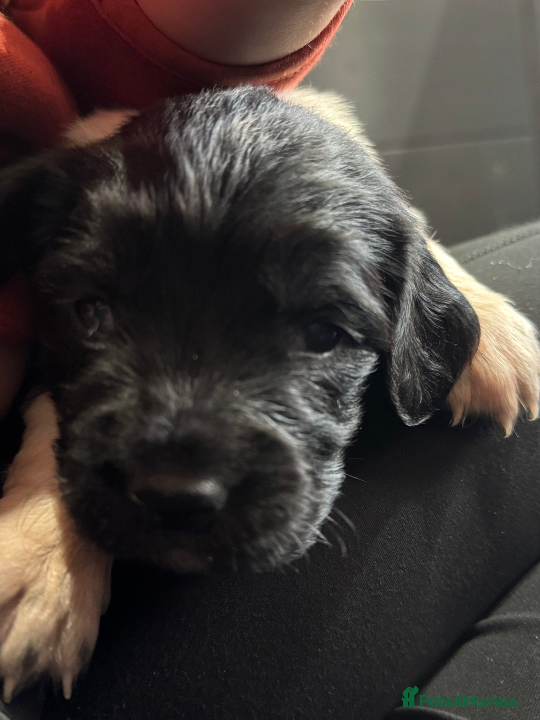 English Springer Spaniel dogs for sale: Hip/Elbow Scored and Health Tested, KC Springers  - Advert 16